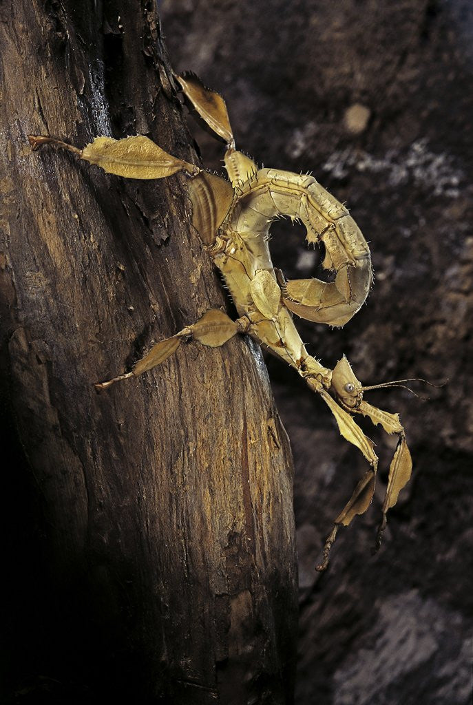 Detail of Extatosoma tiaratum (giant prickly stick insect) - larva by Corbis