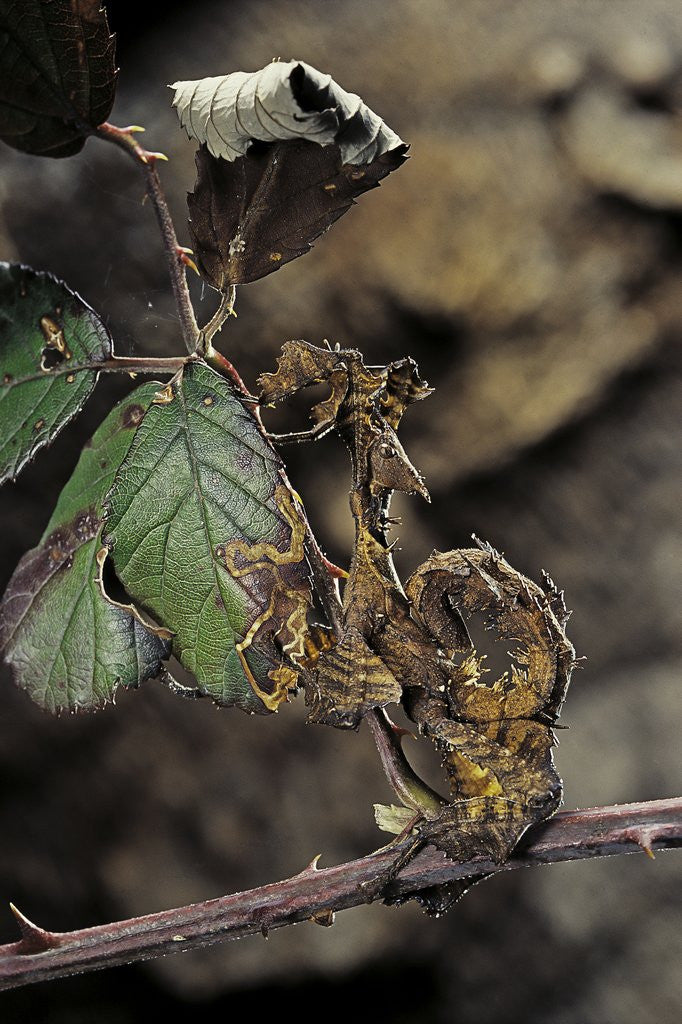 Detail of Extatosoma tiaratum (giant prickly stick insect) - larva by Corbis