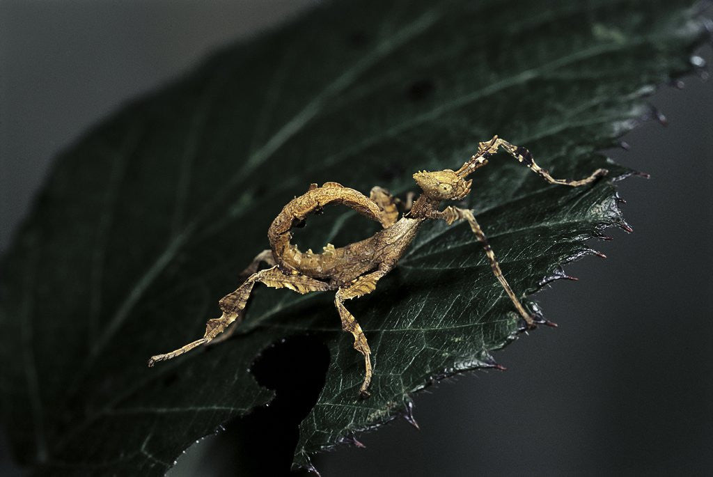 Detail of Extatosoma tiaratum (giant prickly stick insect) - larva by Corbis