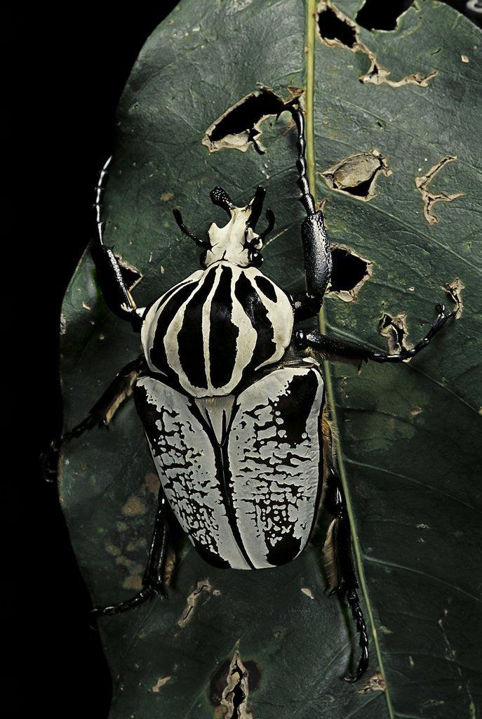 Detail of Goliathus atlas (goliath beetle) by Corbis