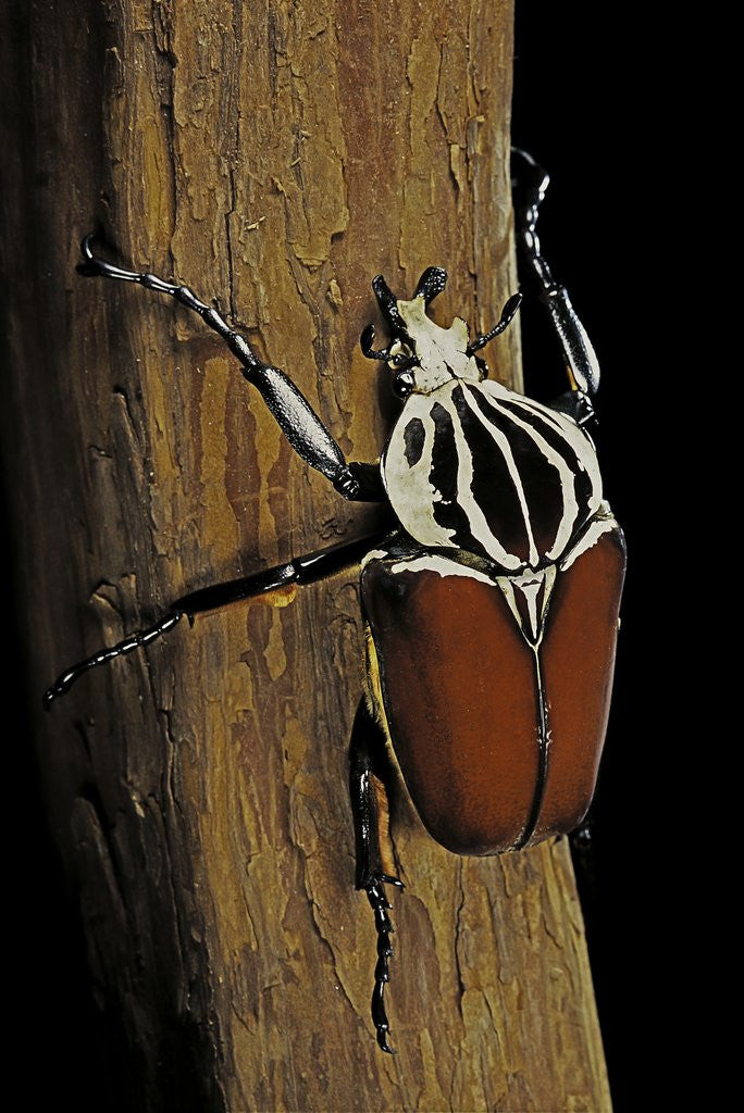 Detail of Goliathus goliatus (goliath beetle) by Corbis