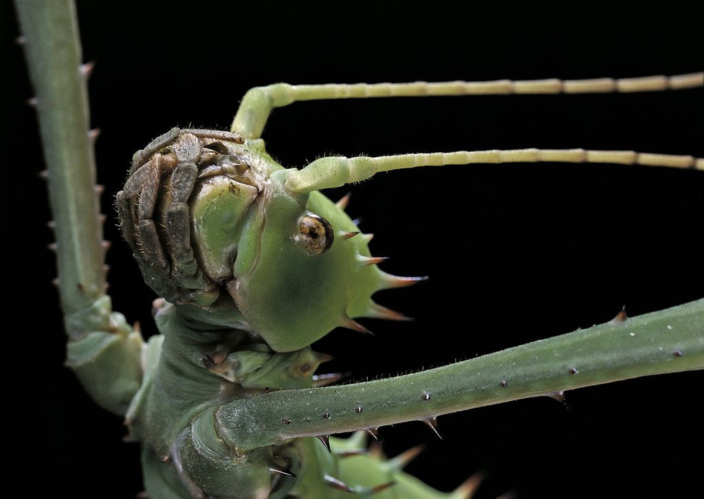 Detail of Heteropteryx dilatata (jungle nymph, Malaysian stick insect) - portrait by Corbis