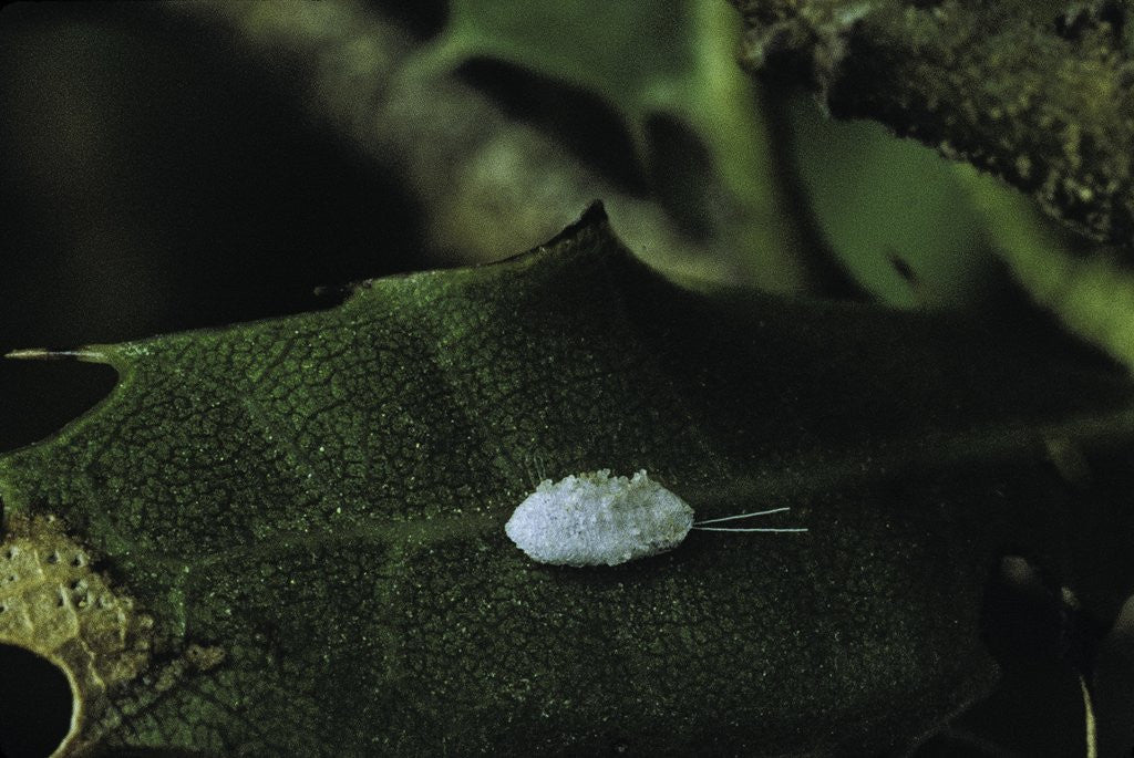 Detail of Kermes vermilio (kermes berry) - male cocoon by Corbis