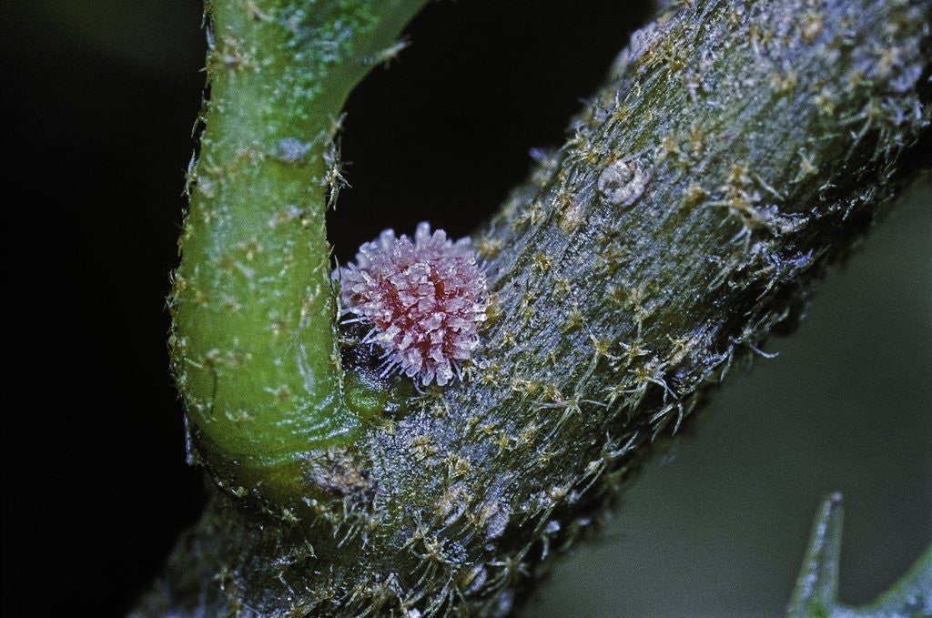 Detail of Kermes vermilio (kermes berry) - young female larva by Corbis