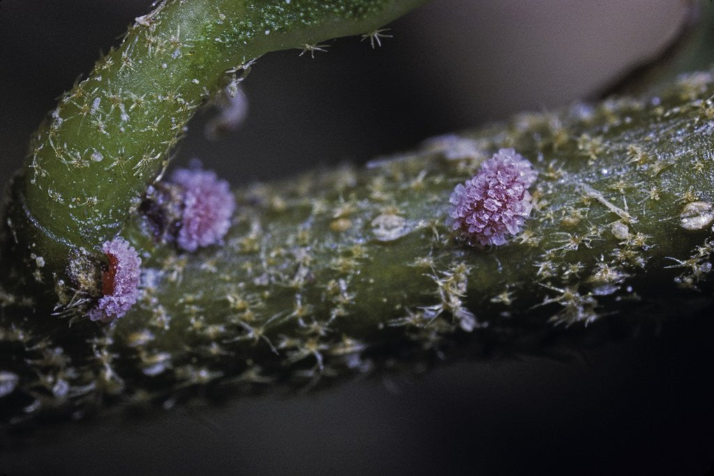 Detail of Kermes vermilio (kermes berry) - young female larvae by Corbis