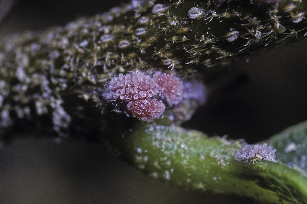 Detail of Kermes vermilio (kermes berry) - young female larvae by Corbis