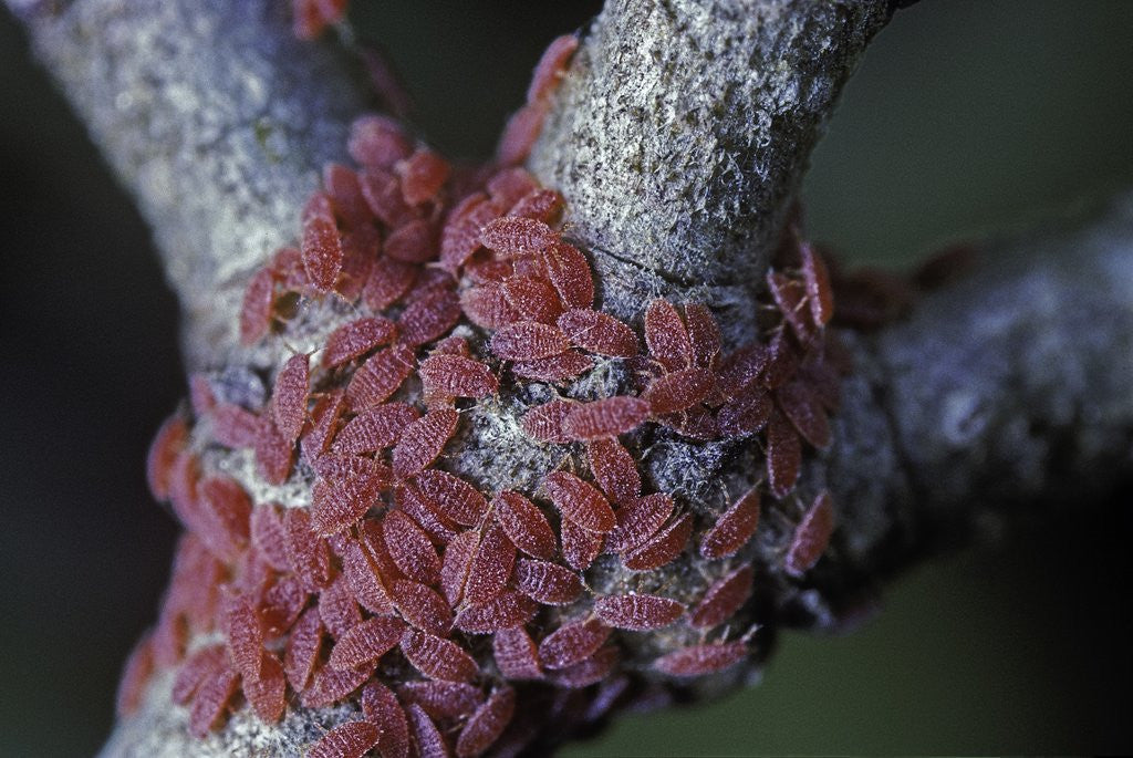 Detail of Kermes vermilio (kermes berry) - larvae by Corbis