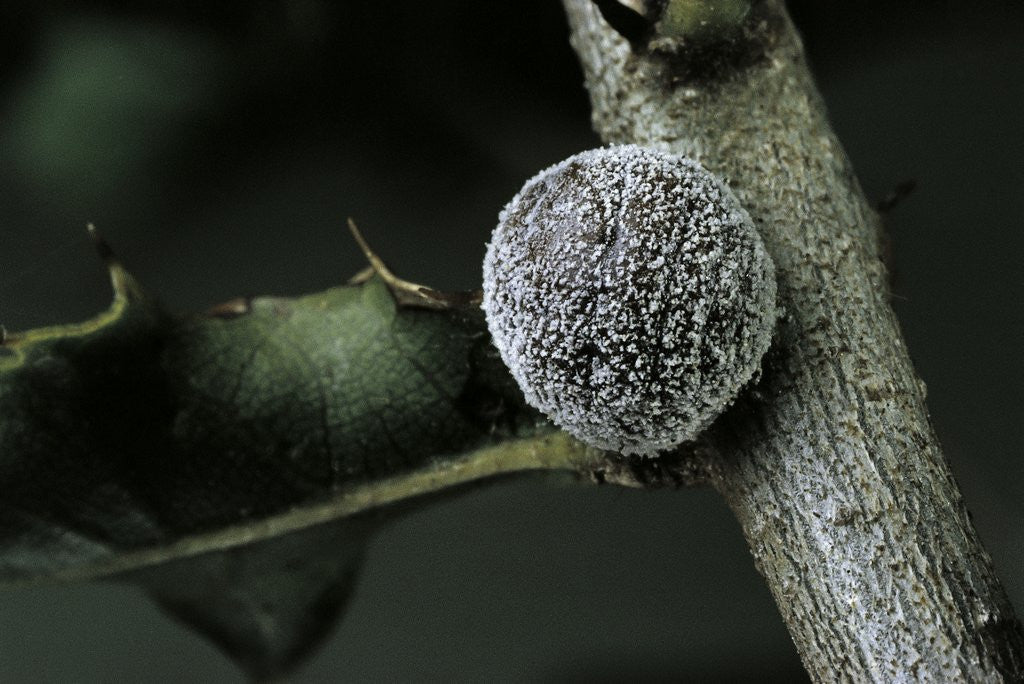 Detail of Kermes vermilio (kermes berry) - female by Corbis