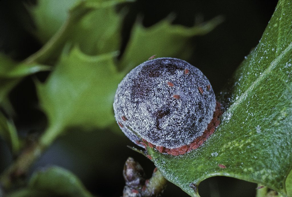 Detail of Kermes vermilio (kermes berry) - female with larvae by Corbis