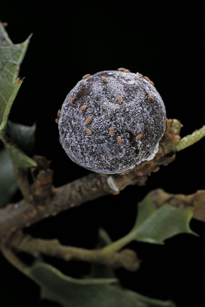 Detail of Kermes vermilio (kermes berry) - female with larvae by Corbis