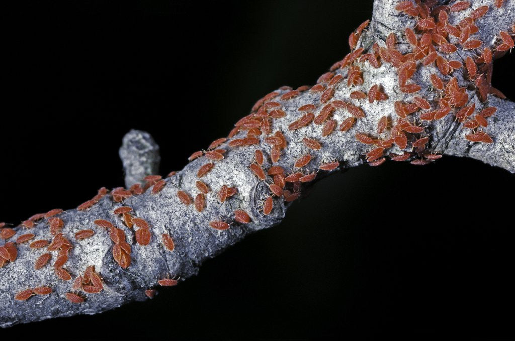 Detail of Kermes vermilio (kermes berry) - larvae by Corbis