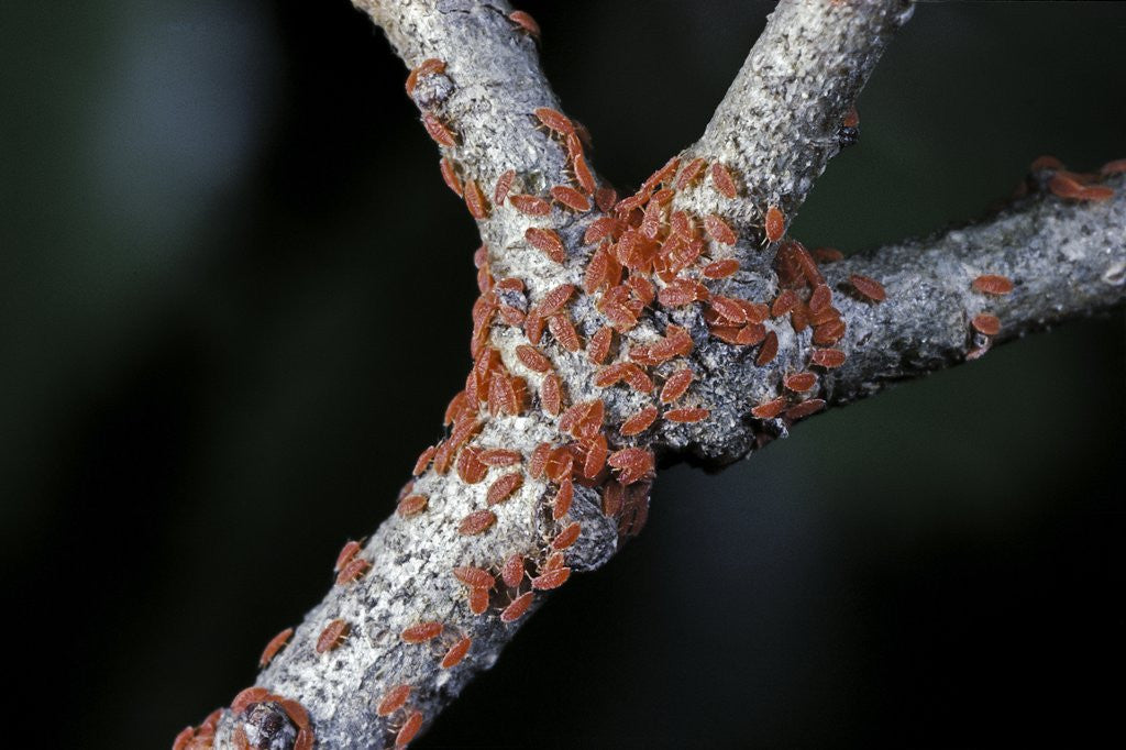 Detail of Kermes vermilio (kermes berry) - larvae by Corbis