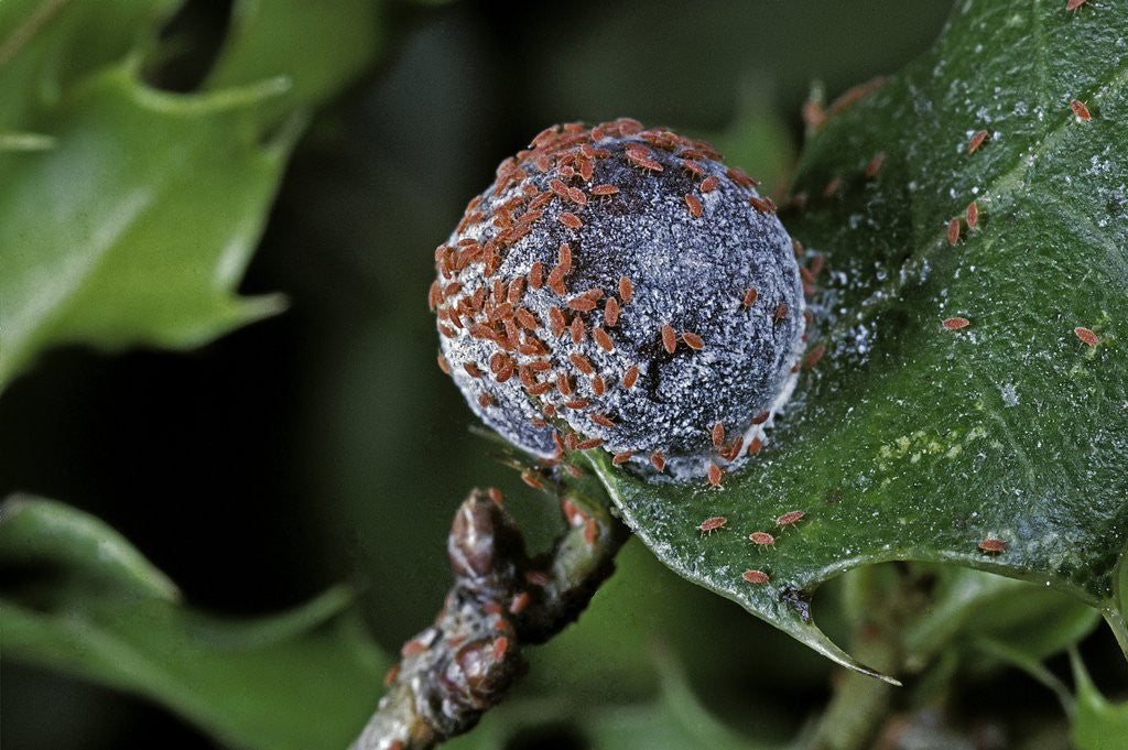 Detail of Kermes vermilio (kermes berry) - female with larvae by Corbis