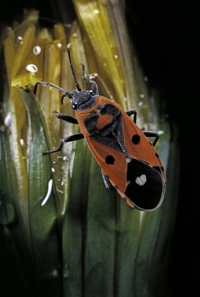 Detail of Lygaeus equestris (black-and-red-bug) by Corbis