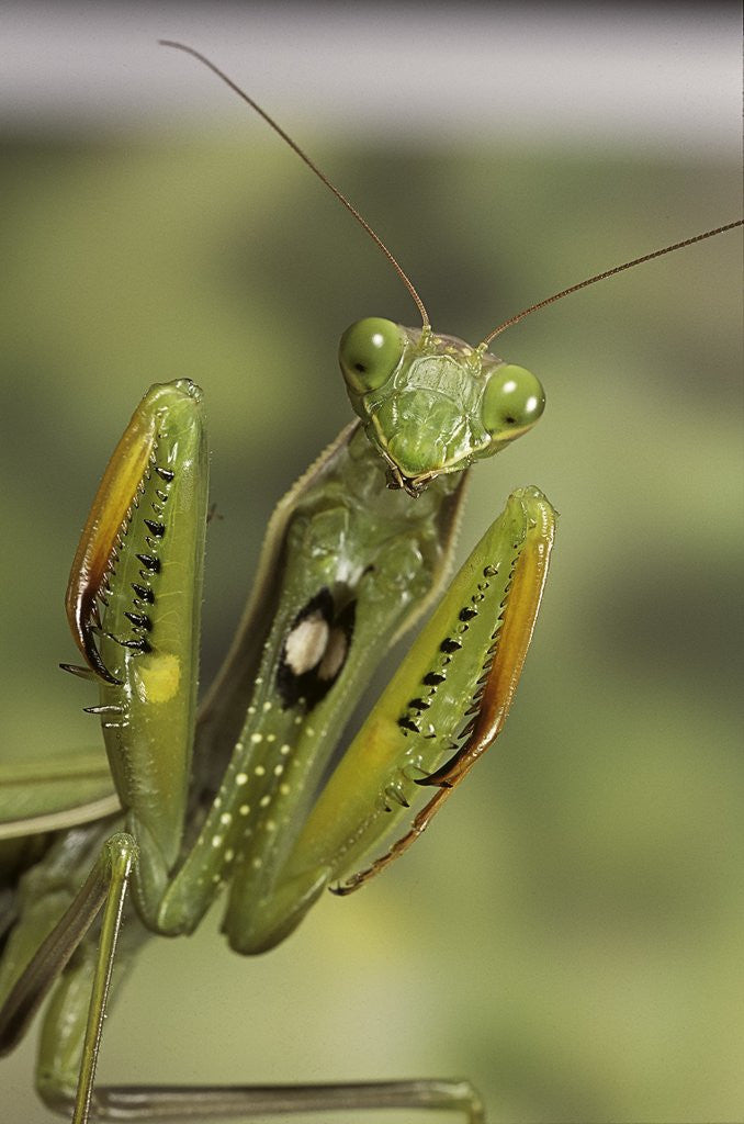 Detail of Mantis religiosa (praying mantis) - in defensive posture, threat display by Corbis