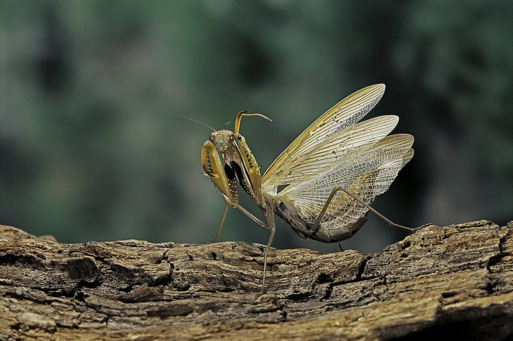 Detail of Mantis religiosa (praying mantis) - in defensive posture, threat display by Corbis