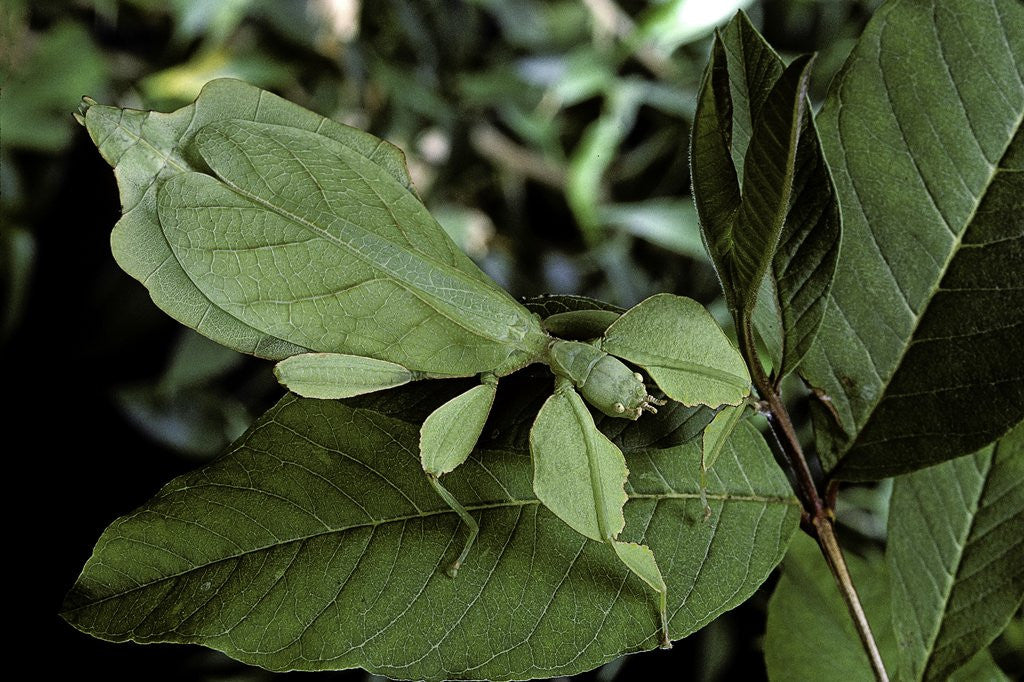 Detail of Phyllium giganteum (giant malaysian leaf insect, walking leaf) by Corbis