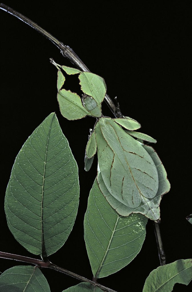 Detail of Phyllium giganteum (giant malaysian leaf insect, walking leaf) by Corbis