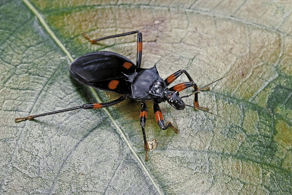 Detail of Platymeris rhadamanthus (red spot assassin bug) by Corbis