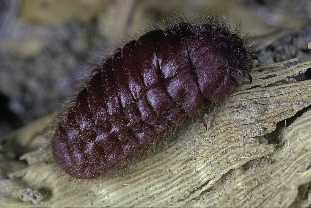 Detail of Porphyrophora hamelii (armenian cochineal, ararat scale) - female by Corbis