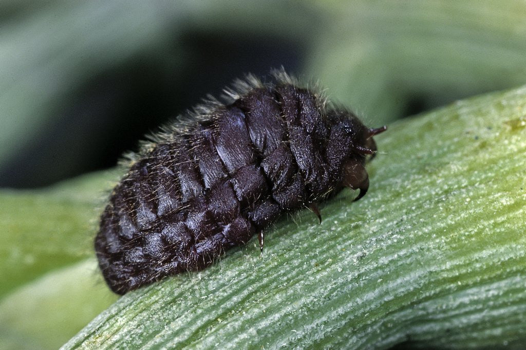 Detail of Porphyrophora polonica (polish cochineal, polish carmine scale) - female by Corbis