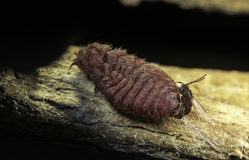 Detail of Porphyrophora polonica (polish cochineal, polish carmine scale) - mating by Corbis