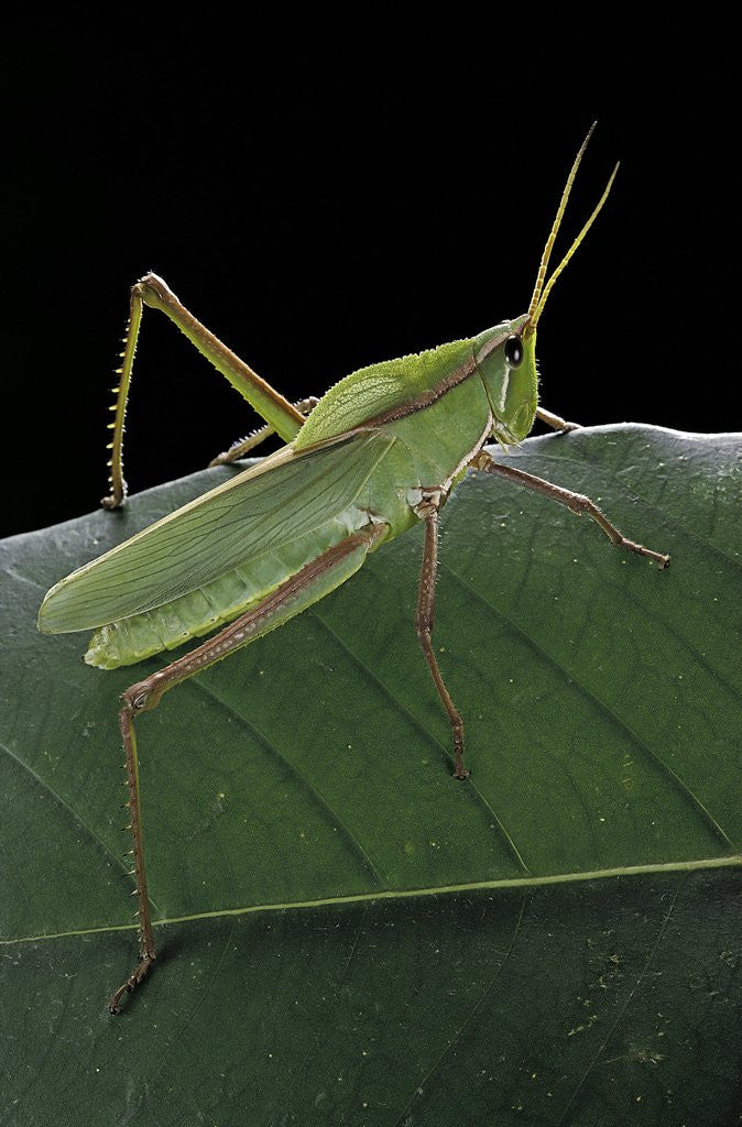 Detail of Prionolopha serrata (serrate lubber grasshopper) by Corbis