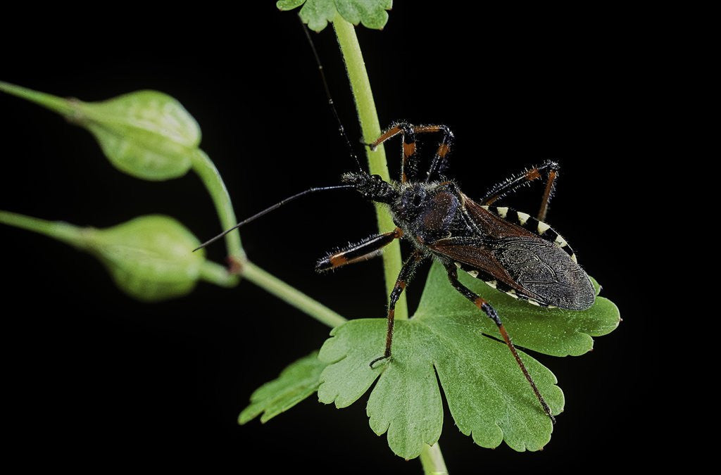 Detail of Rhynocoris sp. (thread-legged bug, assassin bug) by Corbis