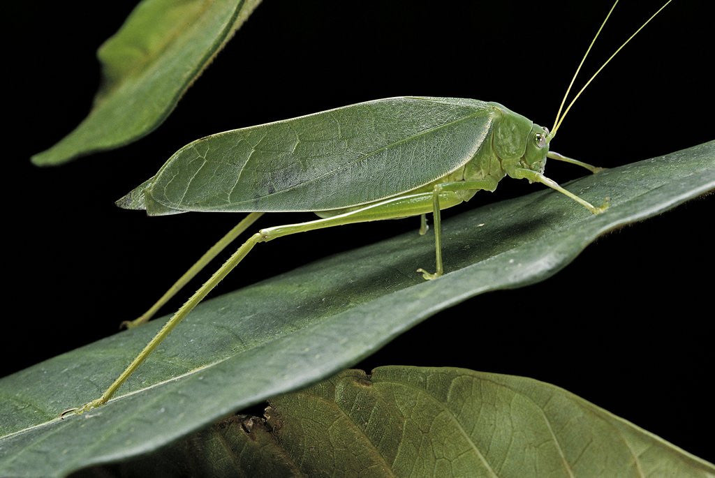 Detail of Katydid or bush-cricket or long-horned grasshopper by Corbis