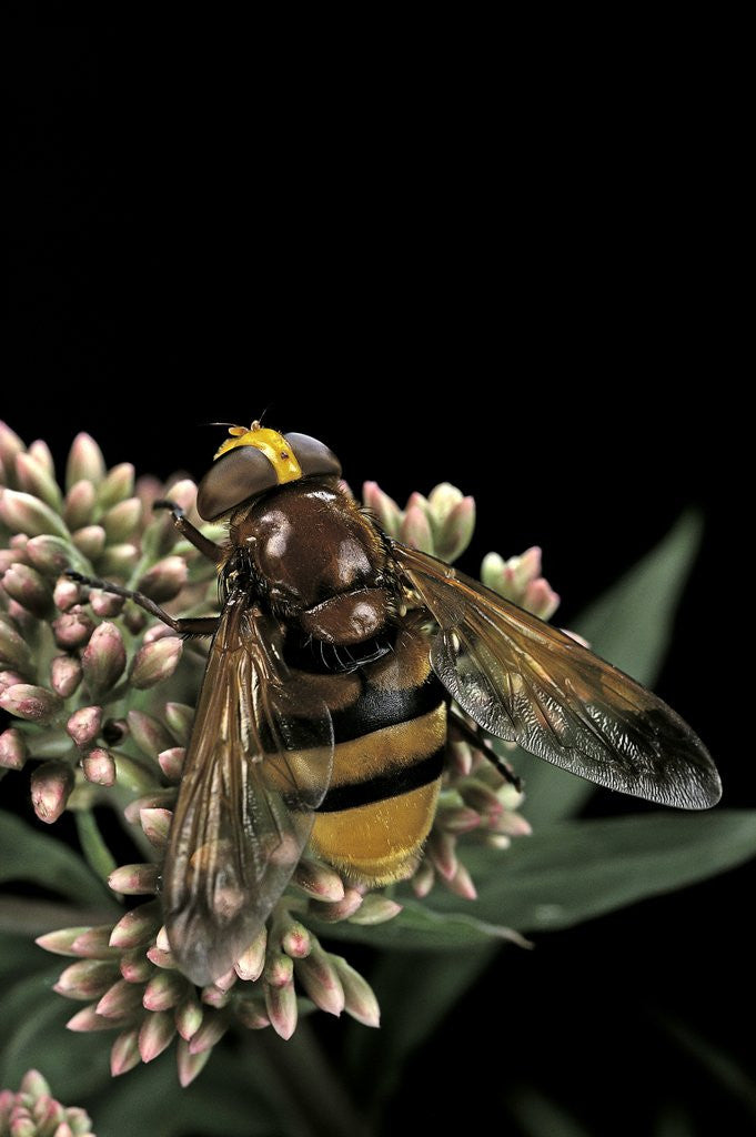 Detail of Volucella zonaria (hornet mimic hoverfly) by Corbis