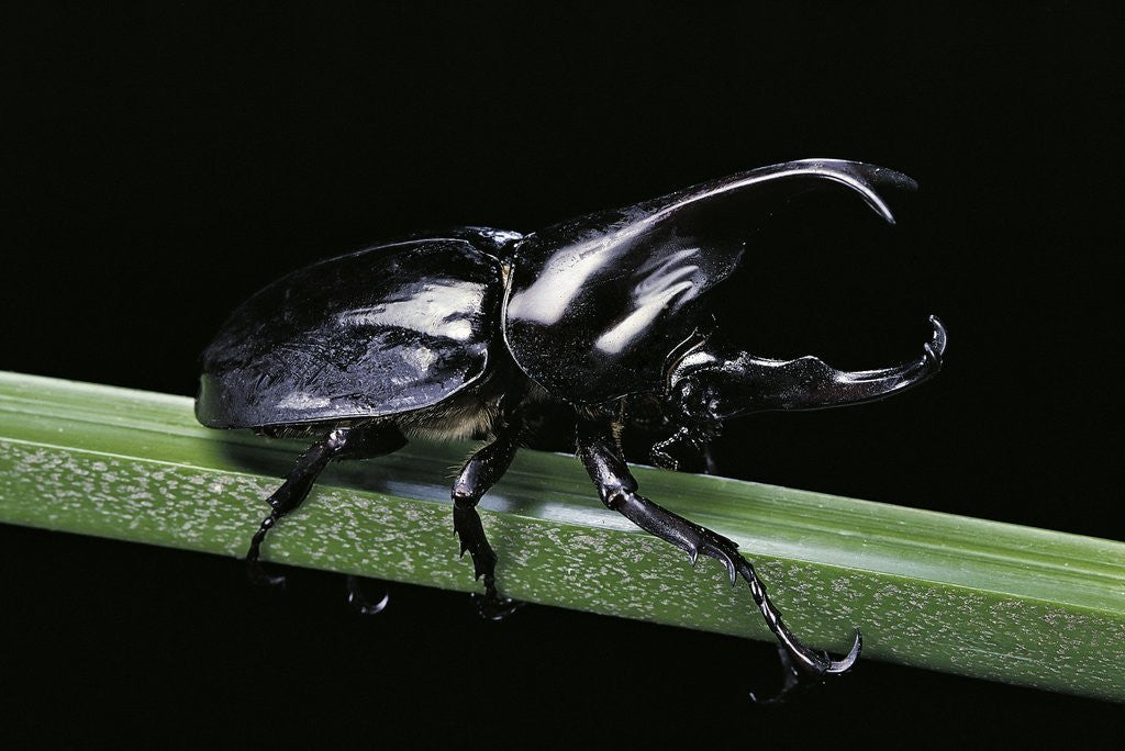 Detail of Xylotrupes gideon (siamese rhinoceros beetle, fighting beetle) - male by Corbis