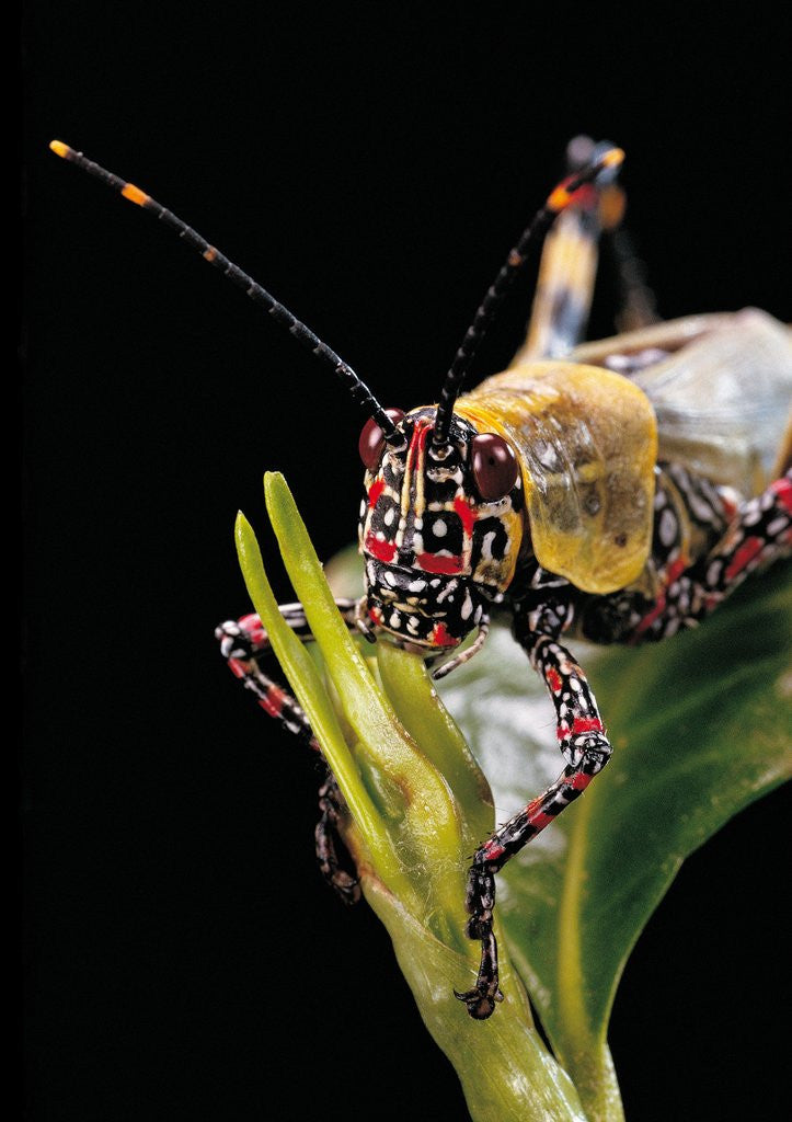 Detail of Zonocerus variegatus (elegant grasshopper, gaudy grasshopper, variegated grasshopper) - portrait by Corbis