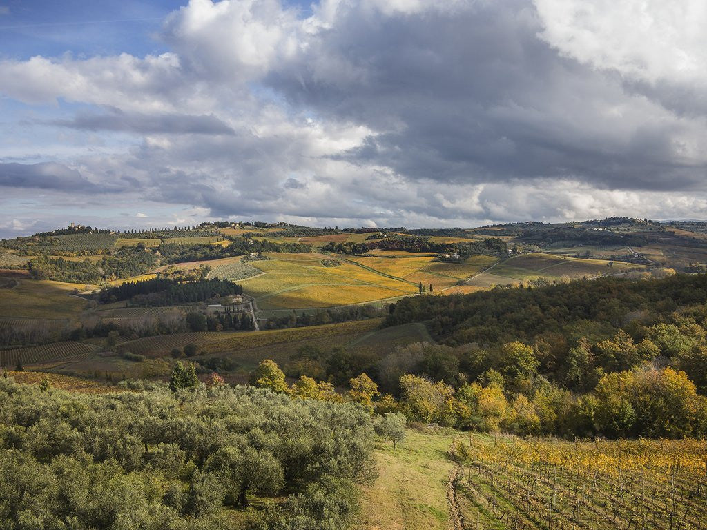 Detail of Landscape around Castello di Poppiano by Corbis