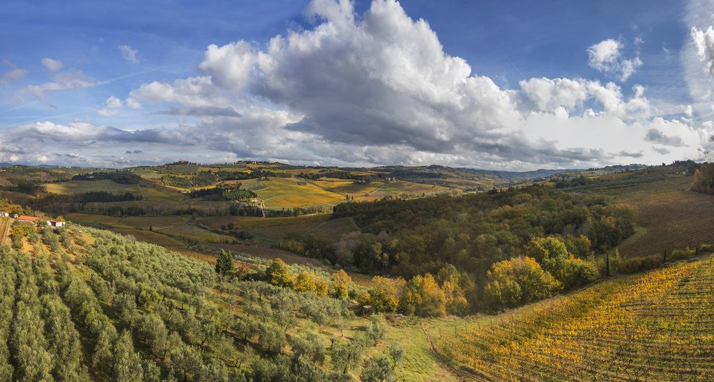 Detail of Landscape around Castello di Poppiano by Corbis