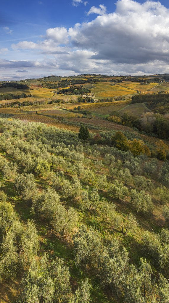 Detail of Landscape around Castello di Poppiano by Corbis