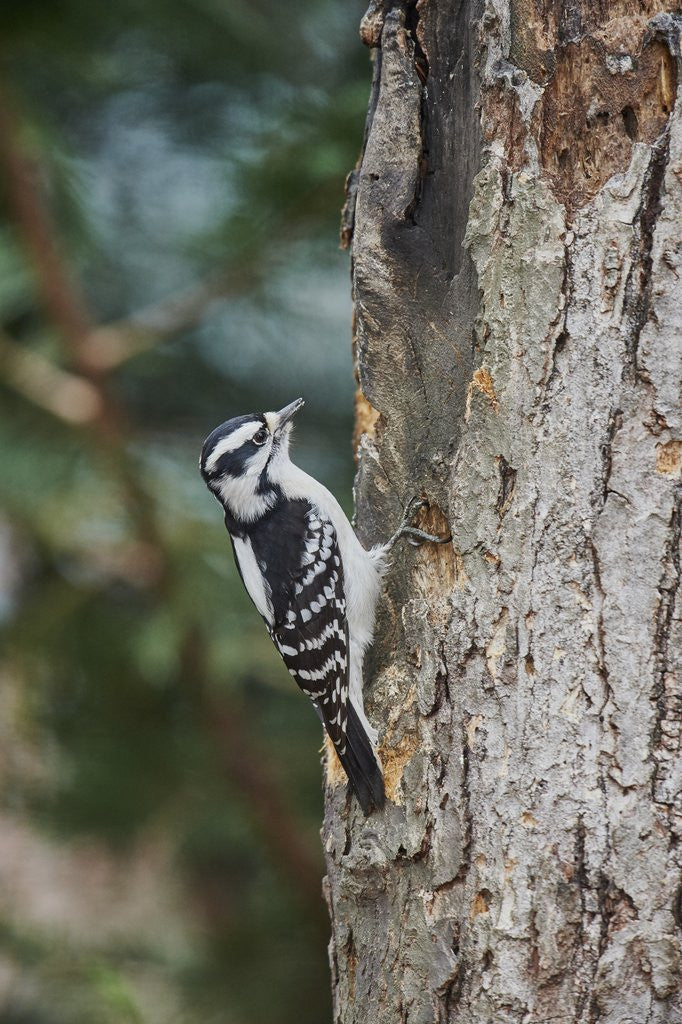 Detail of Downy Woodpecker by Corbis