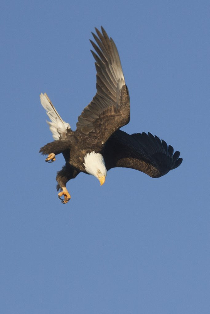 Detail of Bald Eagle dives with talons out by Corbis