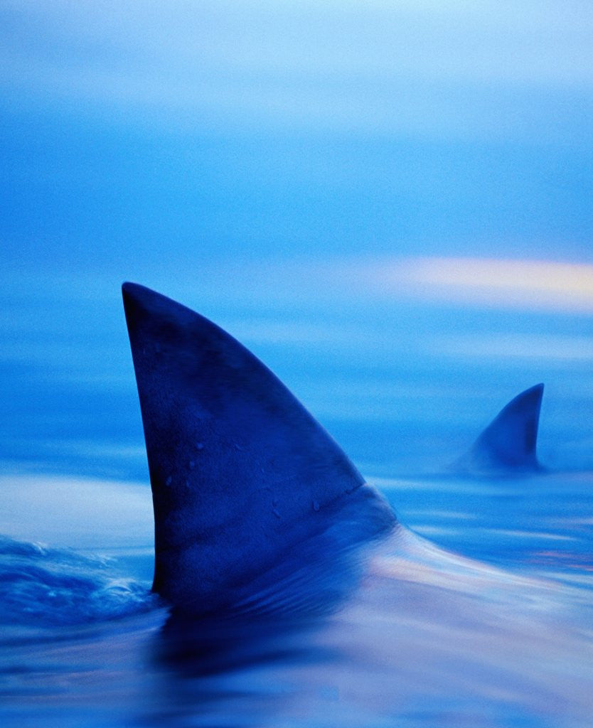 Detail of Shark Fins Cutting Surface of Water by Corbis