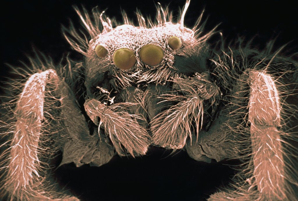 Detail of Microscopic View of Spider by Corbis