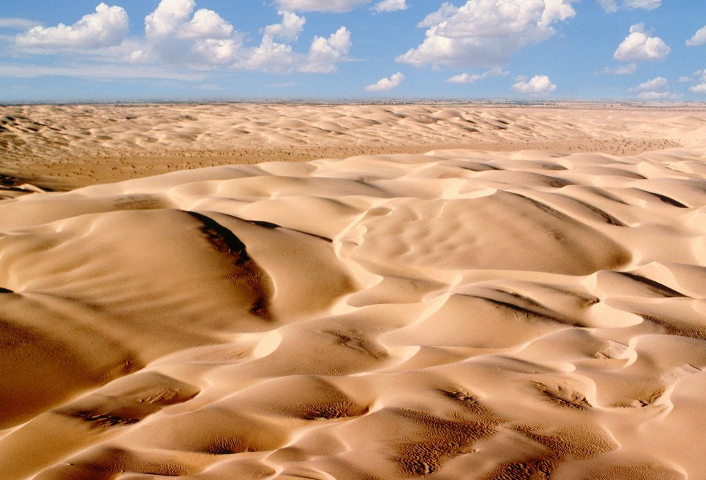 Detail of Desert Landscape by Corbis