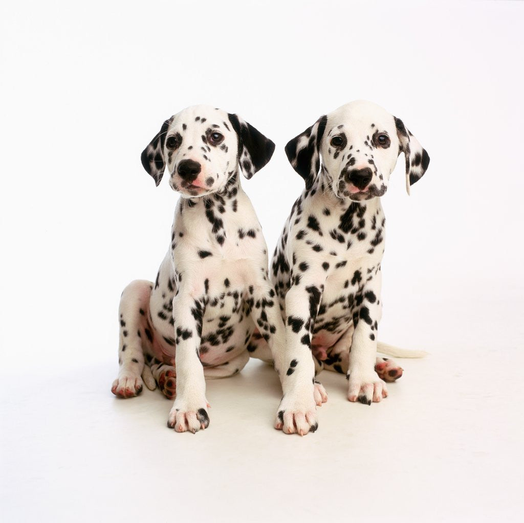 Detail of Pair of Dalmatian Puppies by Corbis