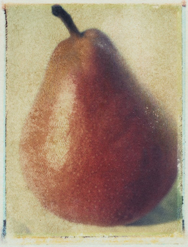 Detail of Seckle Pear by Jennifer Kennard