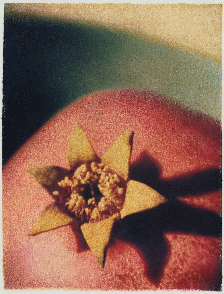 Detail of Pomegranate by Jennifer Kennard