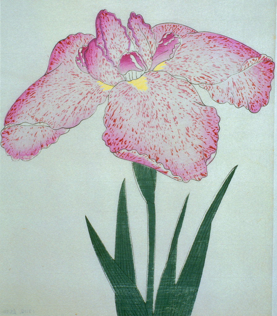 Detail of Tanka No-Koe Book Illustration of a Pink Iris by Corbis