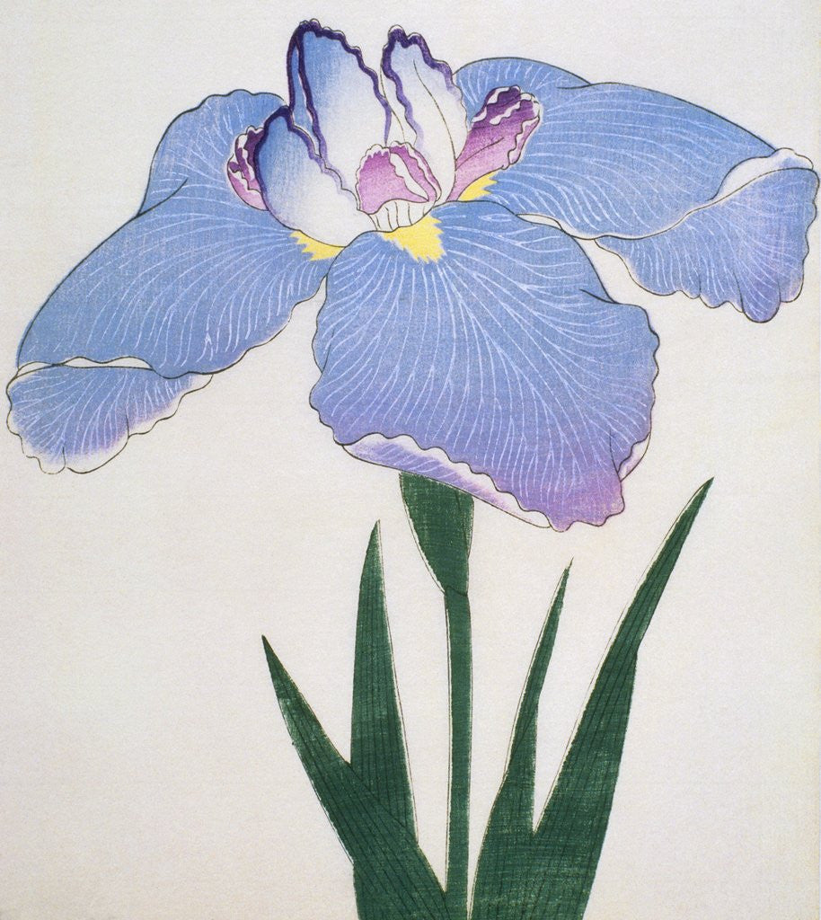 Detail of Kaku Jaku Ro Book Illustration of a Blue Iris by Corbis