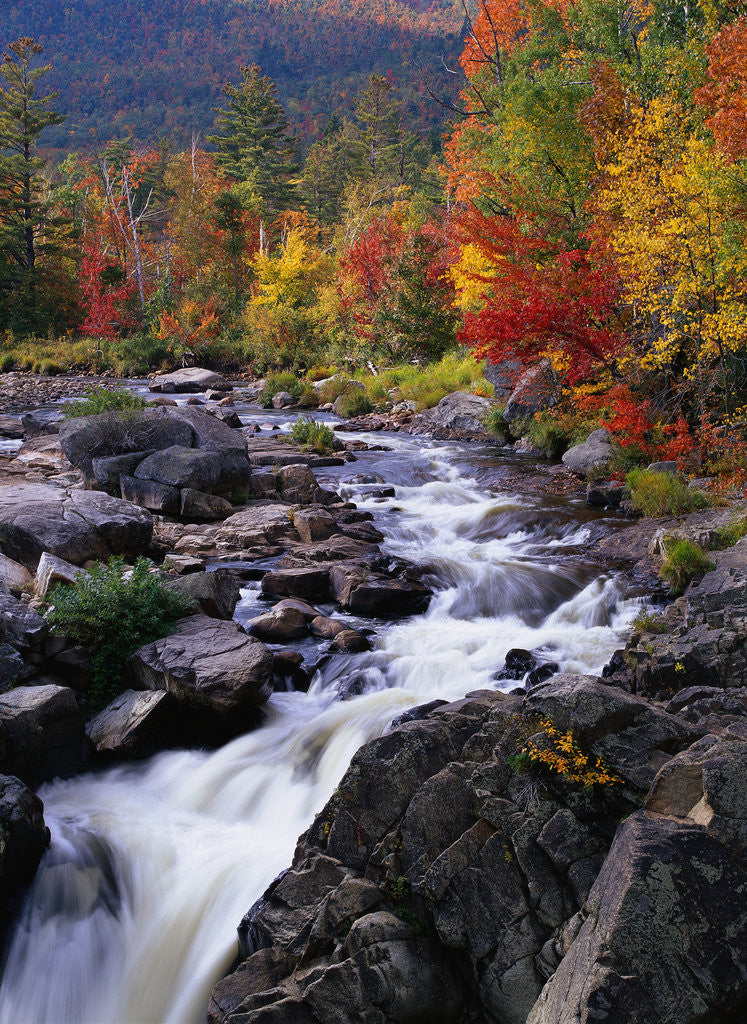 Detail of Ausable River in Autumn by Corbis