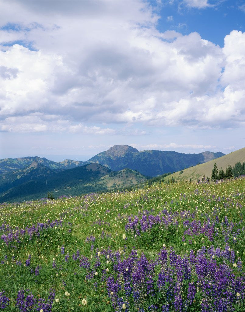 Detail of Meadow of Lupine Wildflowers by Corbis