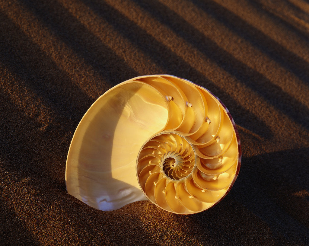 Detail of Chambered Nautilus Shell by Corbis