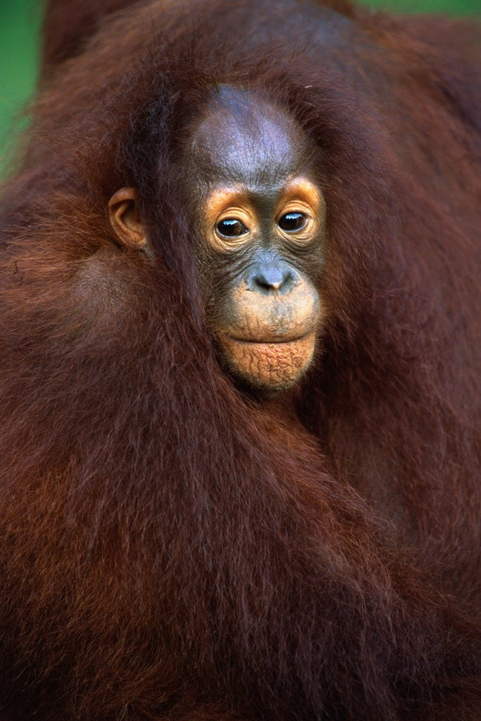 Detail of Young Orangutan in Mother's Arm by Corbis