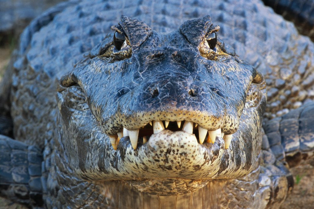 Detail of Adult Spectacled Caiman in Brazil by Corbis